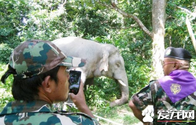 200人花11个小时诱惑大象上卡车 送往国家公园