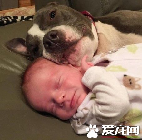 小宝宝刚出生 4只狗狗和一只猫咪抢着要照顾