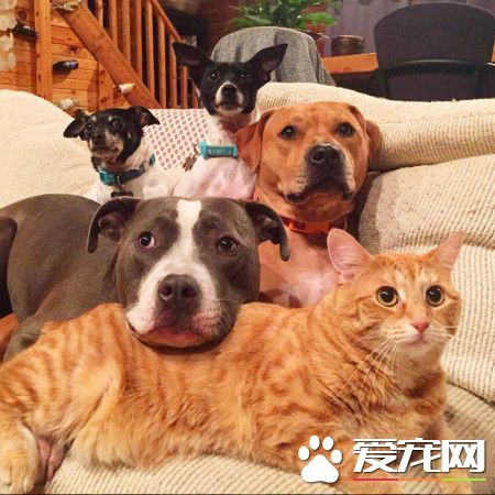 小宝宝刚出生 4只狗狗和一只猫咪抢着要照顾