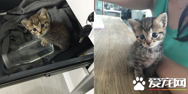 遭人丢纸箱遗弃 猫咪得到20人宠爱更学会玩滑板