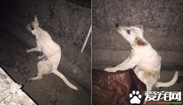 疑遭打断脊椎丢排水沟 白狗寒风中躺2天