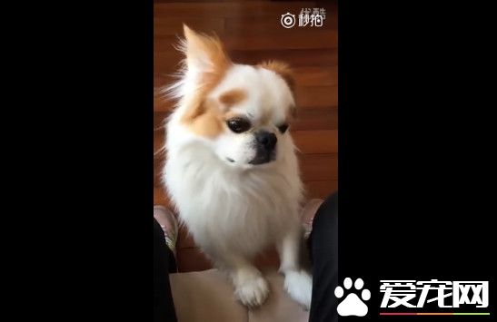 奥斯卡欠它一座小金狗 蝴蝶犬完美诠释人生苦涩