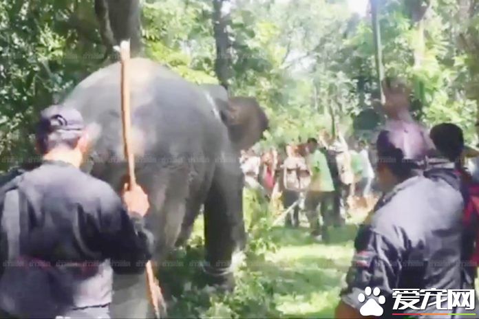 200人花11个小时诱惑大象上卡车 送往国家公园