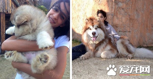 阿拉斯加雪橇犬短短几个月 竟成一头大狮子