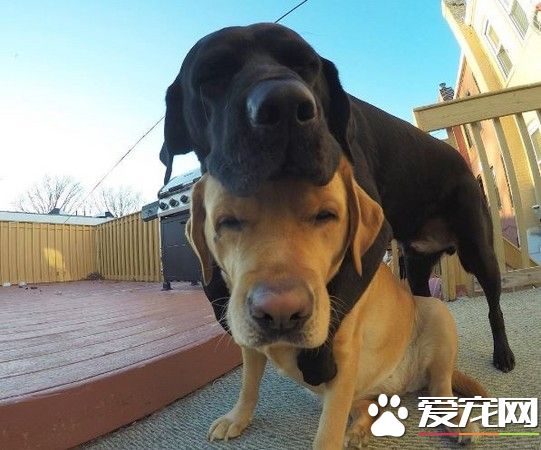 狗狗也会秀恩爱 拉布拉多超甜蜜背后环抱