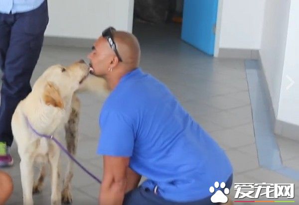 狗狗流浪9个月瘦成皮包骨头 最后被主人找到狂亲