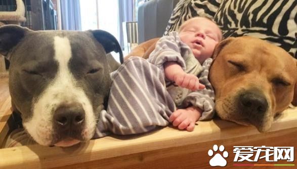 小宝宝刚出生 4只狗狗和一只猫咪抢着要照顾