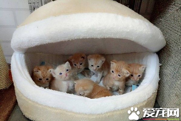 7只小萌猫躲猫窝取暖 被窝好像一只哈仔