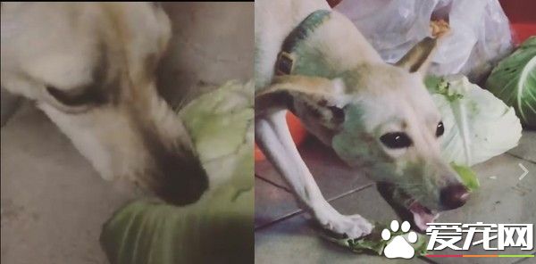 米克斯偷吃蔬菜一脸享受 感觉不是狗前世肯定是羊