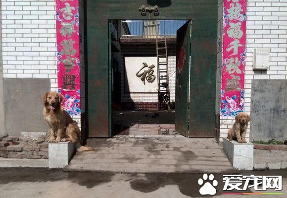 带两黄金猎犬回老家 狗狗却在门口当起石狮子