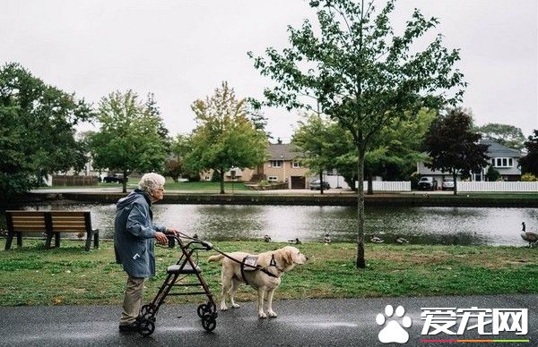 原以为人生将近 92岁阿婆惊喜相遇狗儿子
