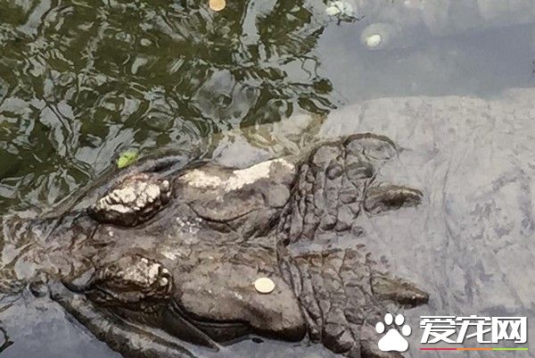 铜板狂丢长吻鳄 木栅动物园展区被当许愿池