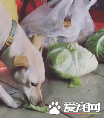 米克斯偷吃蔬菜一脸享受 感觉不是狗前世肯定是羊