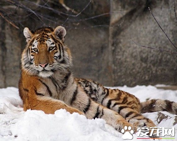 小熊猫雪中空灵大眼霸气外漏 完胜慵懒老虎