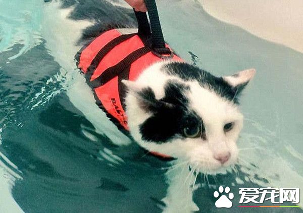 英国胖猫靠游泳来减肥 每次游45分钟成功减下1.8公斤