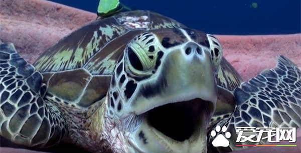 小海龟水里张嘴打哈欠 原来竟不是想睡觉