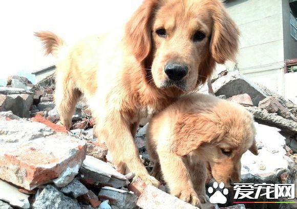 带两黄金猎犬回老家 狗狗却在门口当起石狮子