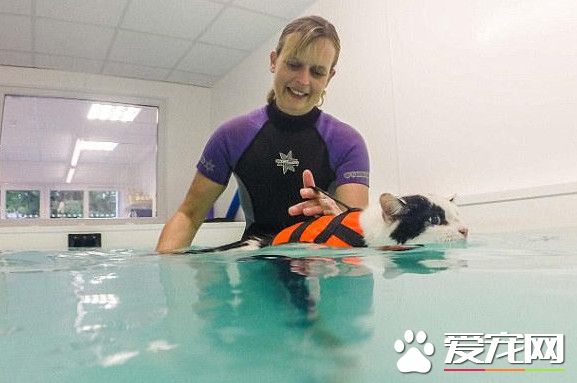 英国胖猫靠游泳来减肥 每次游45分钟成功减下1.8公斤