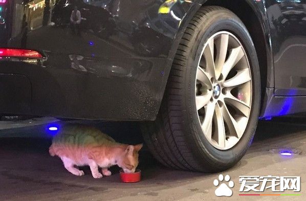 台中流浪猫喜欢躺行李车 酒店每天给它吃大餐