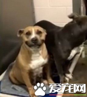 听见微笑指令就咧嘴微笑 乖巧狗狗只想要一个家