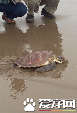 绿海龟迷航进发电厂 挥动四肢卖力的游向大海