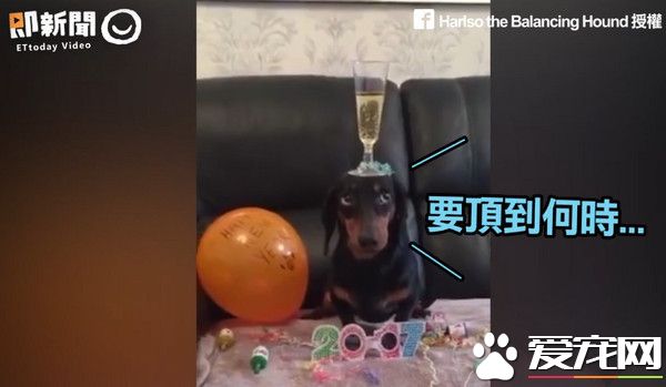 呆萌腊肠犬顶上功夫了得 会顶泡面酒杯哑铃