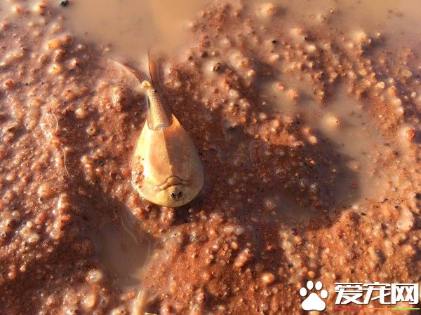 澳洲大雨惊见沙漠虾 历经2亿年竟还是长一样