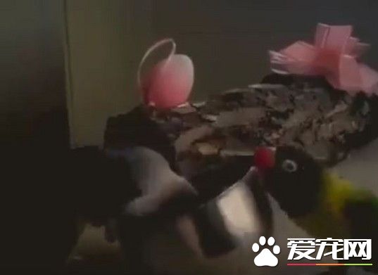 小鹦鹉专心吃饭 同伴耍贱把它连鸟带盆推下桌