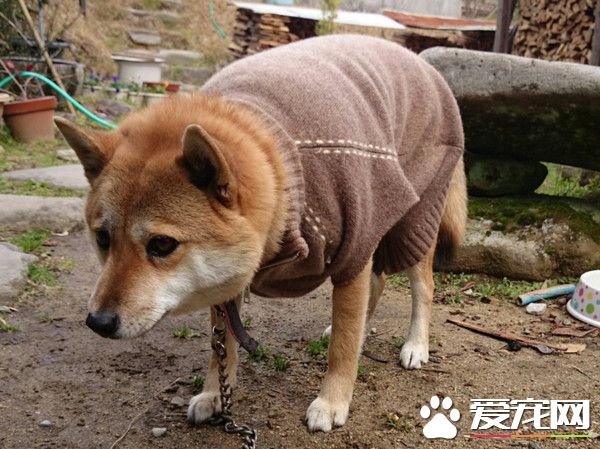 柴犬穿毛衣瞬间皱眉 动也不动一下变木头人