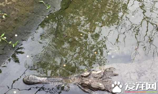 铜板狂丢长吻鳄 木栅动物园展区被当许愿池