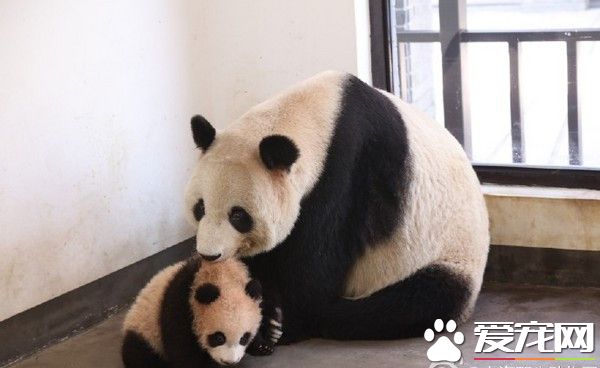 上海动物园熊猫帼帼骤逝 175天大女儿也离世