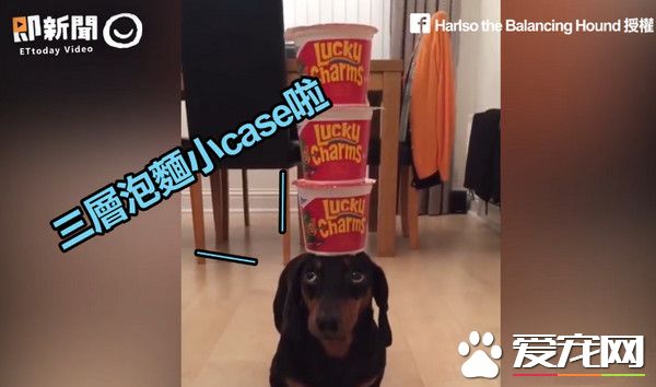 呆萌腊肠犬顶上功夫了得 会顶泡面酒杯哑铃
