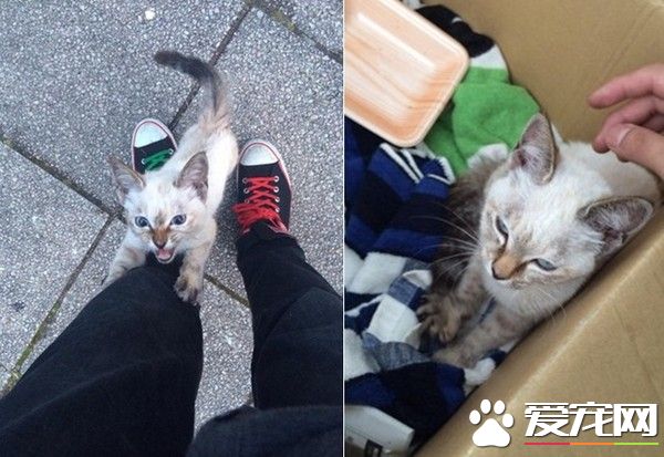 小猫半路拦截逼包养 绕腿攀爬求主人收编