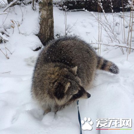 洗手台的水满出来了 呆萌浣熊看傻眼还想用手去堵