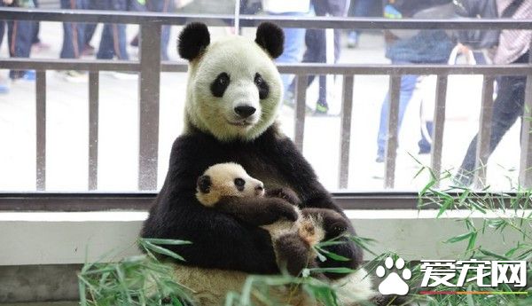 上海动物园熊猫帼帼骤逝 175天大女儿也离世