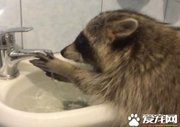 洗手台的水满出来了 呆萌浣熊看傻眼还想用手去堵