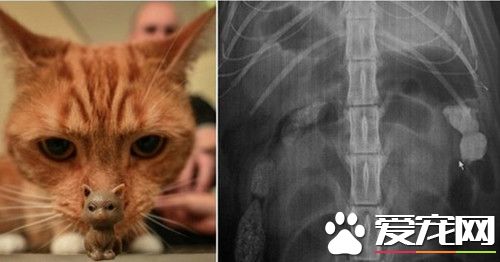 橘猫误吞玩具差点刺穿肠 兽医剖腹救命