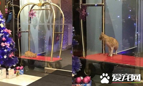 台中流浪猫喜欢躺行李车 酒店每天给它吃大餐