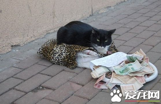俄罗斯猫咪躺抱枕上乞讨 路人丢钱赞助