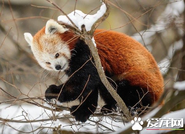 小熊猫雪中空灵大眼霸气外漏 完胜慵懒老虎