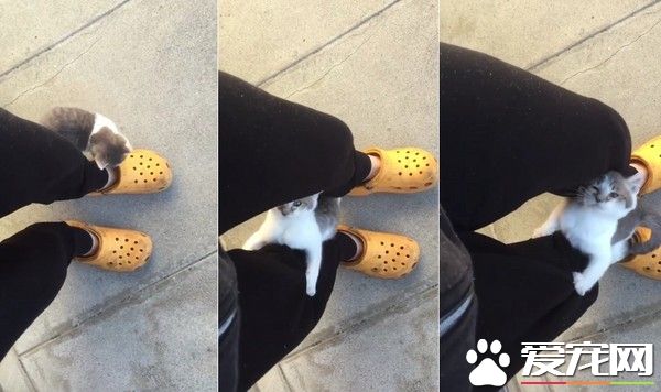 小猫半路拦截逼包养 绕腿攀爬求主人收编