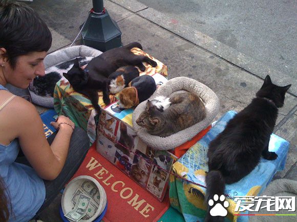 俄罗斯猫咪躺抱枕上乞讨 路人丢钱赞助