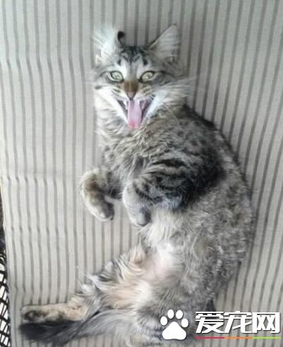 喵星人害怕的时候可以跟条狗似的！