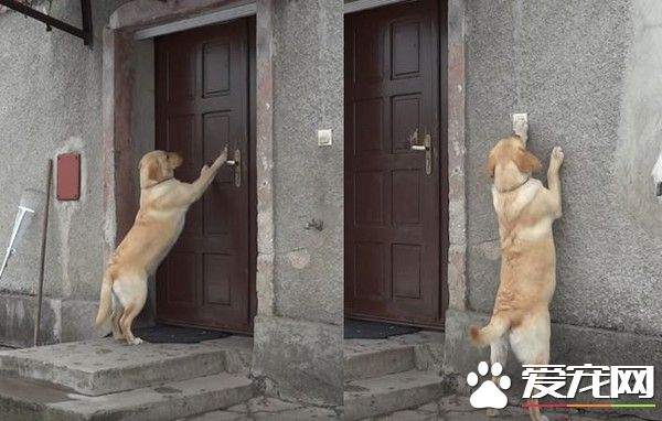 拉布拉多被锁门外想进屋取暖 竟用这招逼主人开门