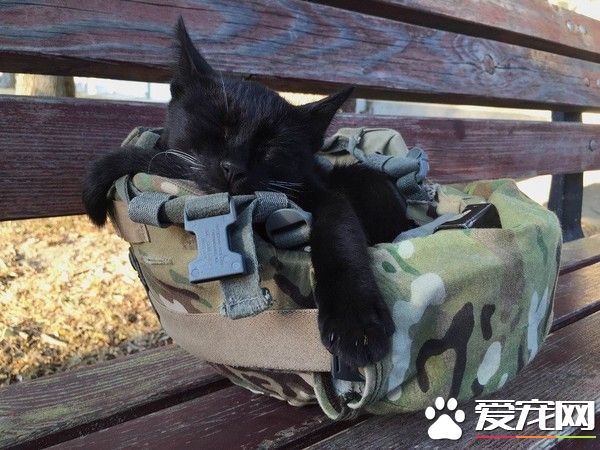 小黑猫天天陪美国兵站岗 霸占头盔霸气收服铲屎官