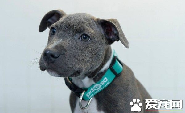 误吞20公分菜刀狂流鼻血 刀柄穿肠狗狗奇迹生还