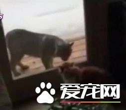 不速之客山猫入侵民宅 家猫低吼威吓劝退山猫