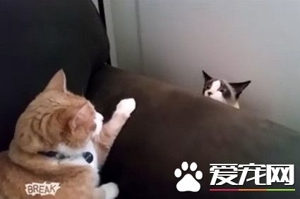喵星夫妻俩冷战 公猫咪双眼定格欢降沙发避难