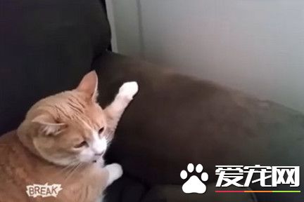 喵星夫妻俩冷战 公猫咪双眼定格欢降沙发避难