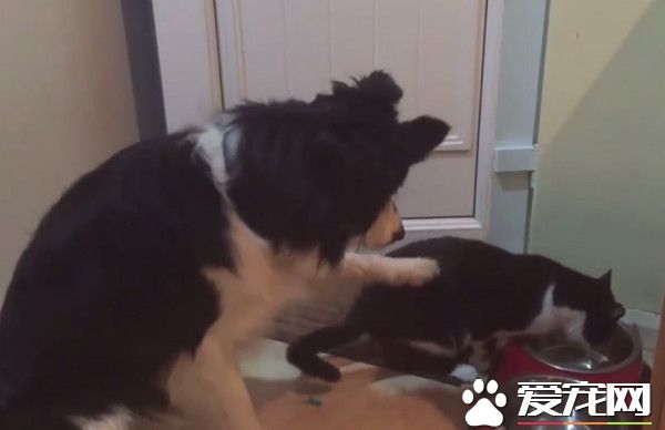 猫咪吃错碗不肯让 狗狗无奈戳它那是我的